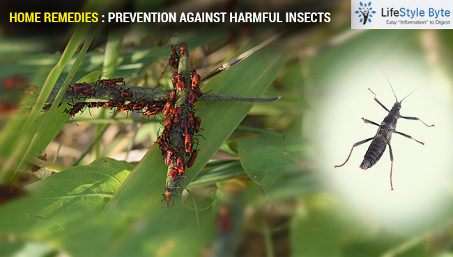 home remedies: prevention against harmful insects