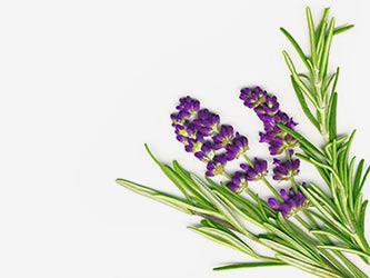 lavender-and-rosemary-isolated-on-white_zykmrpd_