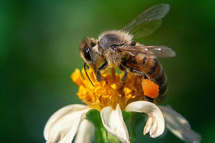 keep your garden protected with these bee-free plants