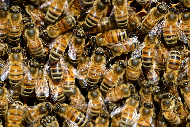 Threats To Bee Populations 